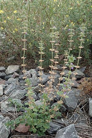 Clinopodium acinos \ Gemeiner Steinquendel / Basil Thyme, D Ludwigshafen 13.9.2017