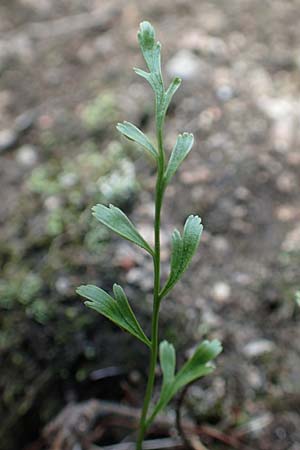 Asplenium x alternifolium \ Deutscher Strichfarn / Hybrid Spleenwort, D Heidelberg 22.9.2017