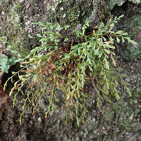 Asplenium x alternifolium \ Deutscher Strichfarn, D Heidelberg 22.9.2017