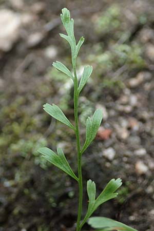 Asplenium x alternifolium \ Deutscher Strichfarn / Hybrid Spleenwort, D Heidelberg 22.9.2017