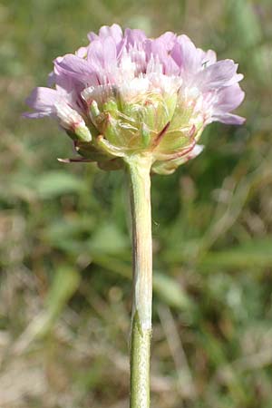 Armeria maritima subsp. elongata \ Sand-Grasnelke, D Heusenstamm 7.5.2018