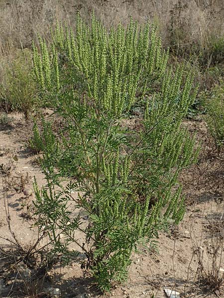 Ambrosia artemisiifolia \ Hohe Ambrosie, Aufrechtes Traubenkraut / Ragweed, D Bamberg 5.9.2018