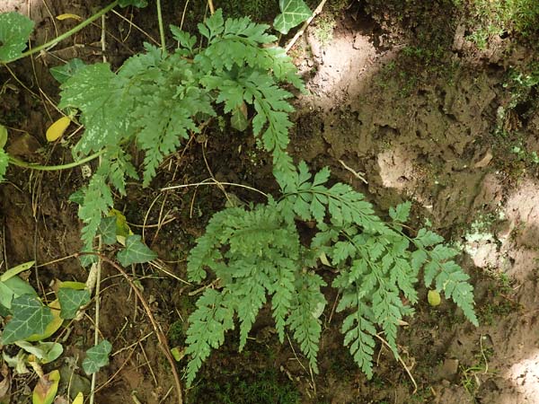 Asplenium adiantum-nigrum \ Schwarzer Streifenfarn / Black Spleenwort, D Neckarsteinach 14.10.2019