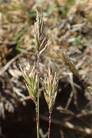 Anthoxanthum aristatum \ Grannen-Ruch-Gras / Annual Vernal Grass, D Karlsruhe 16.5.2020