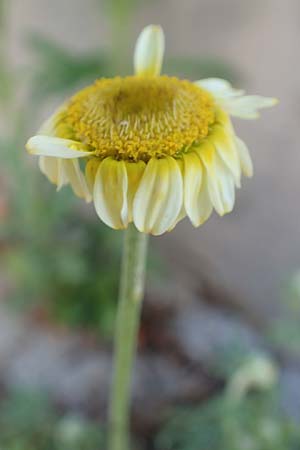 Anthemis arvensis \ Acker-Hundskamille / Corn Chamomile, D Mannheim 20.6.2020