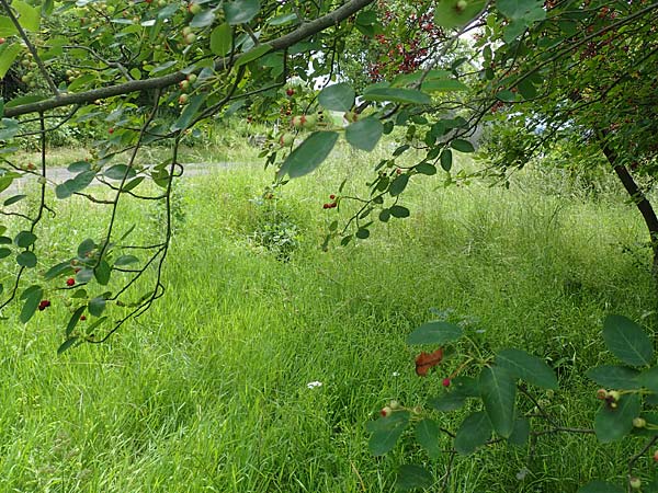 Amelanchier asiatica \ Japanische Felsenbirne / Asian Service Berry, Korean Juneberry, D Spessart, Mernes 20.6.2020