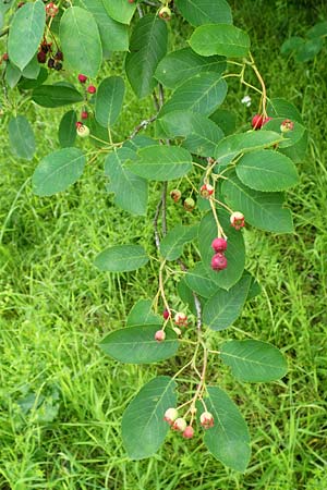 Amelanchier asiatica \ Japanische Felsenbirne / Asian Service Berry, Korean Juneberry, D Spessart, Mernes 20.6.2020