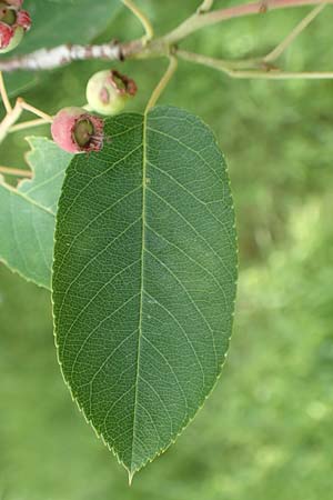 Amelanchier asiatica \ Japanische Felsenbirne, D Spessart, Mernes 20.6.2020