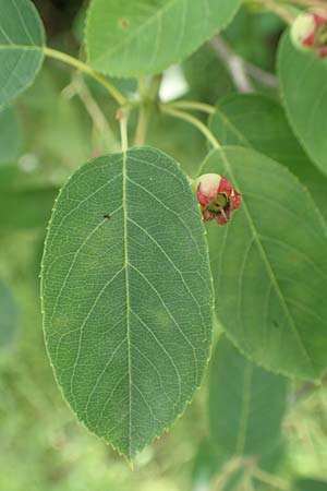 Amelanchier asiatica \ Japanische Felsenbirne / Asian Service Berry, Korean Juneberry, D Spessart, Mernes 20.6.2020