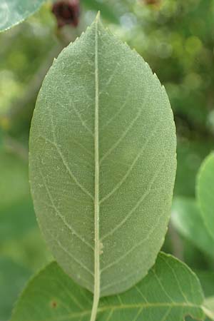 Amelanchier asiatica \ Japanische Felsenbirne / Asian Service Berry, Korean Juneberry, D Spessart, Mernes 20.6.2020