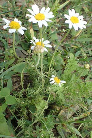 Anthemis arvensis \ Acker-Hundskamille / Corn Chamomile, D Gladenbach 22.6.2020