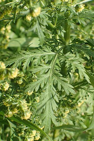 Artemisia annua \ Einjhriger Beifu, D Brandenburg, Havelaue-Strodehne 17.9.2020