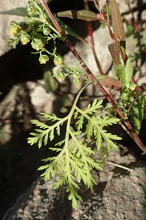 Artemisia annua \ Einjhriger Beifu, D Sachsen-Anhalt, Tangermünde 21.9.2020