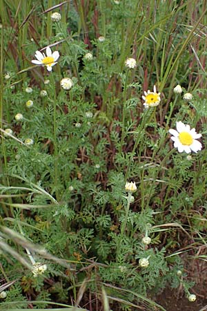 Anthemis arvensis \ Acker-Hundskamille, D Odenwald, Wünschmichelbach 12.5.2021