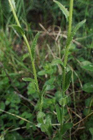 Arabis auriculata \ Gehrte Gnsekresse / Annual Rock-Cress, D Neuleiningen 15.5.2021