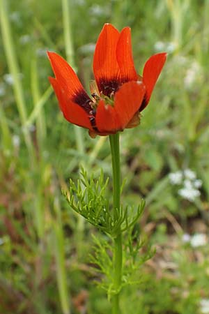 Adonis aestivalis \ Sommer-Adonisrschen / Summer Pheasant's Eye, D Grünstadt-Asselheim 28.5.2021