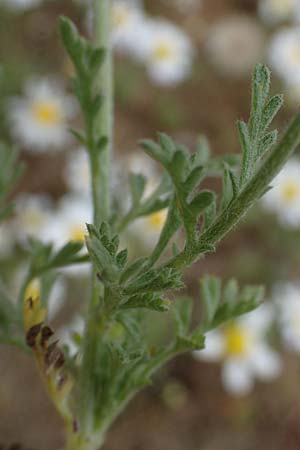 Anthemis arvensis \ Acker-Hundskamille, D Hockenheim 8.6.2021