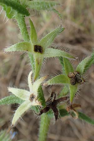 Lycopsis arvensis subsp. arvensis \ Acker-Krummhals, Acker-Ochsenzunge / Bugloss, D Hockenheim 8.6.2021