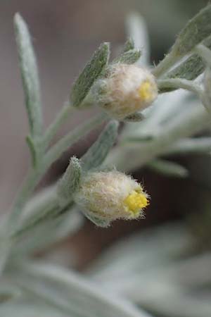 Artemisia repens \ Kriechende Beifu, D Lampertheim 27.8.2021