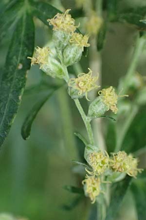 Artemisia vulgaris \ Gewhnlicher Beifu / Mugwort, D Viernheim 13.8.2023