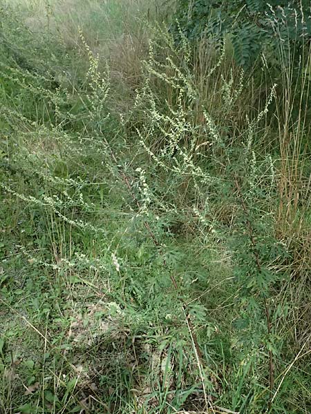 Artemisia vulgaris \ Gewhnlicher Beifu / Mugwort, D Viernheim 13.8.2023