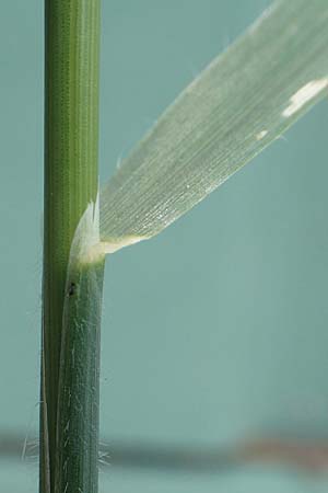 Avena barbata \ Bart-Hafer / Slender Wild Oat, D Konstanz 6.6.2018