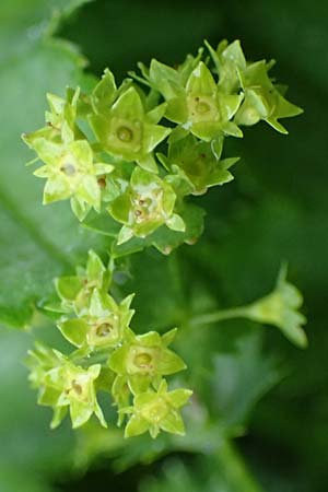 Alchemilla baltica \ Baltischer Frauenmantel, D Schwarzwald, Belchen 13.7.2021