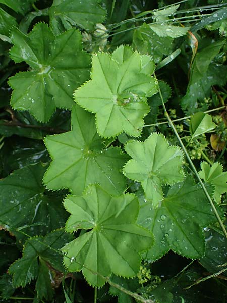 Alchemilla baltica \ Baltischer Frauenmantel, D Schwarzwald, Belchen 13.7.2021