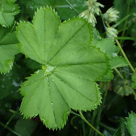 Alchemilla baltica \ Baltischer Frauenmantel, D Schwarzwald, Belchen 13.7.2021