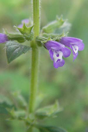 Clinopodium acinos \ Gemeiner Steinquendel, D Hemsbach 28.6.2007