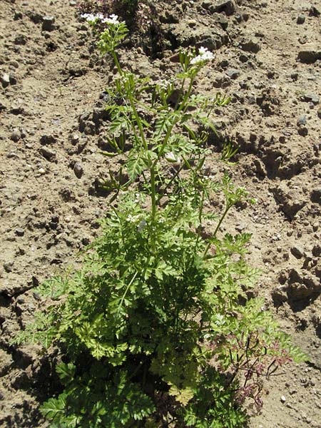 Anthriscus cerefolium \ Garten-Kerbel / Chervil, D Botan. Gar.  Universit.  Mainz 4.8.2007