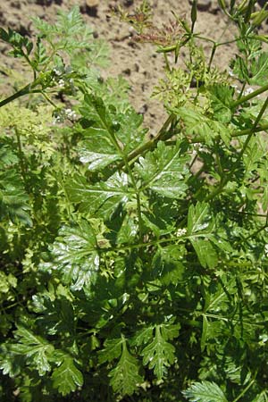 Anthriscus cerefolium \ Garten-Kerbel, D Botan. Gar.  Universit.  Mainz 4.8.2007