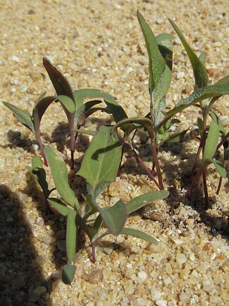 Atriplex longipes, Long-Stalked Orache