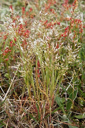 Aira caryophyllea \ Nelken-Haferschmiele / Common Silver Hair-Grass, D Herborn 16.5.2015