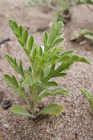 Ambrosia coronopifolia \ Ausdauernde Ambrosie, D Mannheim-Rheinau 19.5.2015