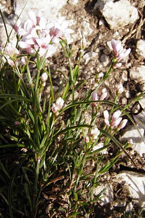 Asperula cynanchica \ Hgel-Meier, D Möttingen-Lierheim 2.6.2015