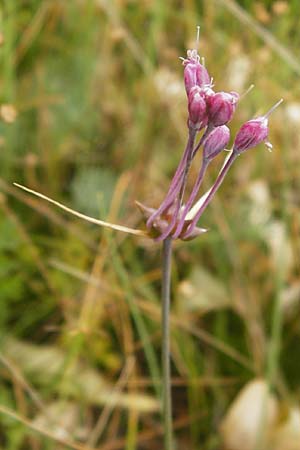 Allium carinatum \ Gekielter Lauch / Keeled Garlic, D Eching 25.7.2015