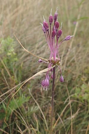 Allium carinatum \ Gekielter Lauch / Keeled Garlic, D Eching 25.7.2015