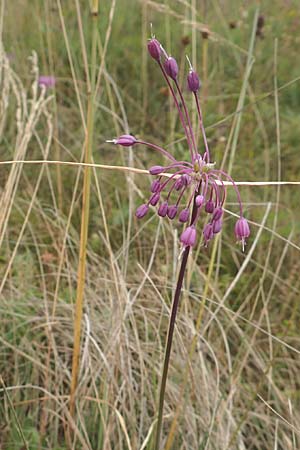 Allium carinatum \ Gekielter Lauch, D Eching 25.7.2015