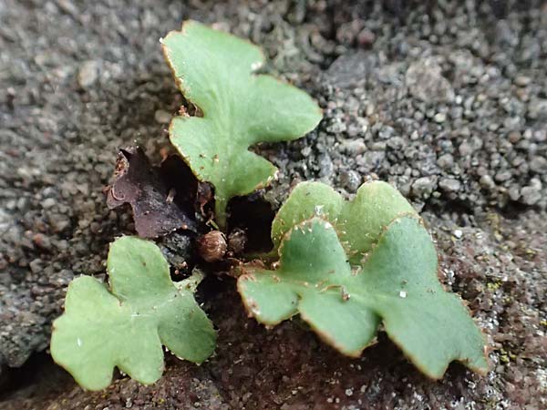 Asplenium ceterach \ Milzfarn, Schriftfarn / Rustyback, Scale Fern, D Ettlingen 26.6.2016