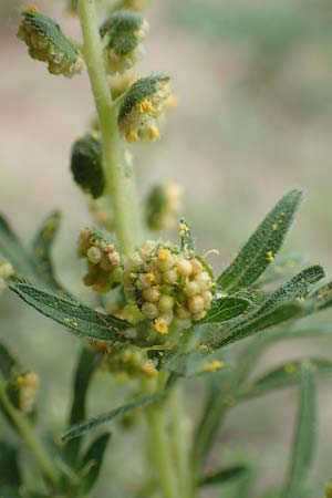 Ambrosia coronopifolia \ Ausdauernde Ambrosie / Perennial Ragweed, D Mannheim-Rheinau 8.8.2017