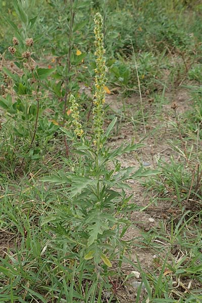 Ambrosia coronopifolia \ Ausdauernde Ambrosie, D Mannheim-Rheinau 8.8.2017