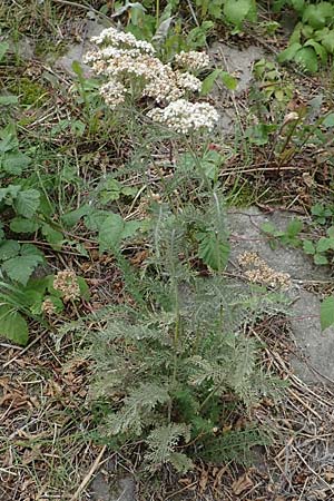 Achillea millefolium agg. \ Gemeine Schafgarbe / Yarrow, D Ludwigshafen 13.9.2017