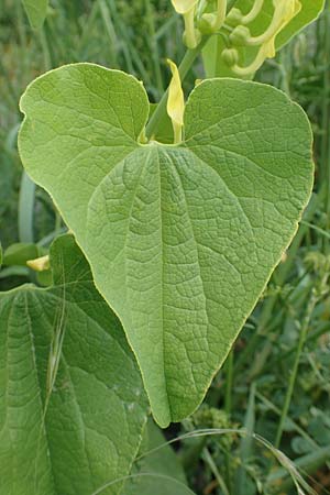 Aristolochia clematitis \ Echte Osterluzei / Birthwort, D Biebesheim 12.5.2018