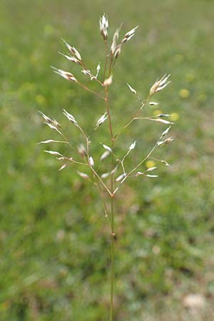 Aira caryophyllea \ Nelken-Haferschmiele / Common Silver Hair-Grass, D Herborn 21.5.2018