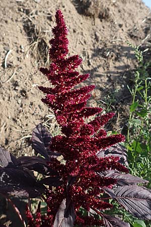 Amaranthus hypochondriacus \ Trauer-Amaranth, Prinzenfeder-Fuchsschwanz / Prince of Wales Pigweed, D Mannheim 16.9.2018