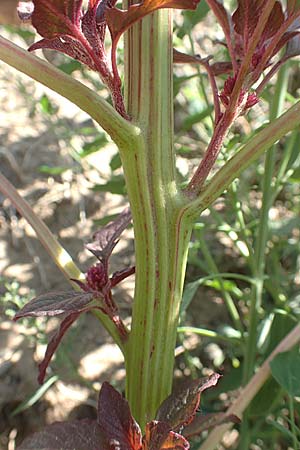 Amaranthus hypochondriacus \ Trauer-Amaranth, Prinzenfeder-Fuchsschwanz / Prince of Wales Pigweed, D Mannheim 16.9.2018