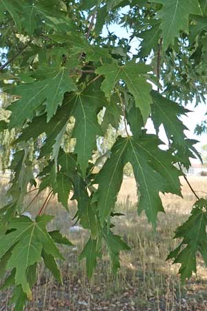 Acer saccharinum \ Silber-Ahorn, D Mannheim 19.9.2018