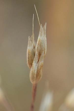 Aira caryophyllea \ Nelken-Haferschmiele / Common Silver Hair-Grass, D Hockenheim 6.6.2019