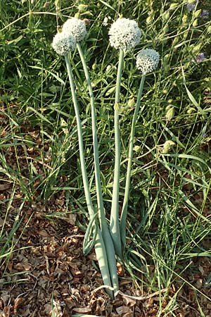 Allium cepa \ Kchen-Zwiebel, Sommer-Zwiebel, D Neuleiningen 18.7.2020